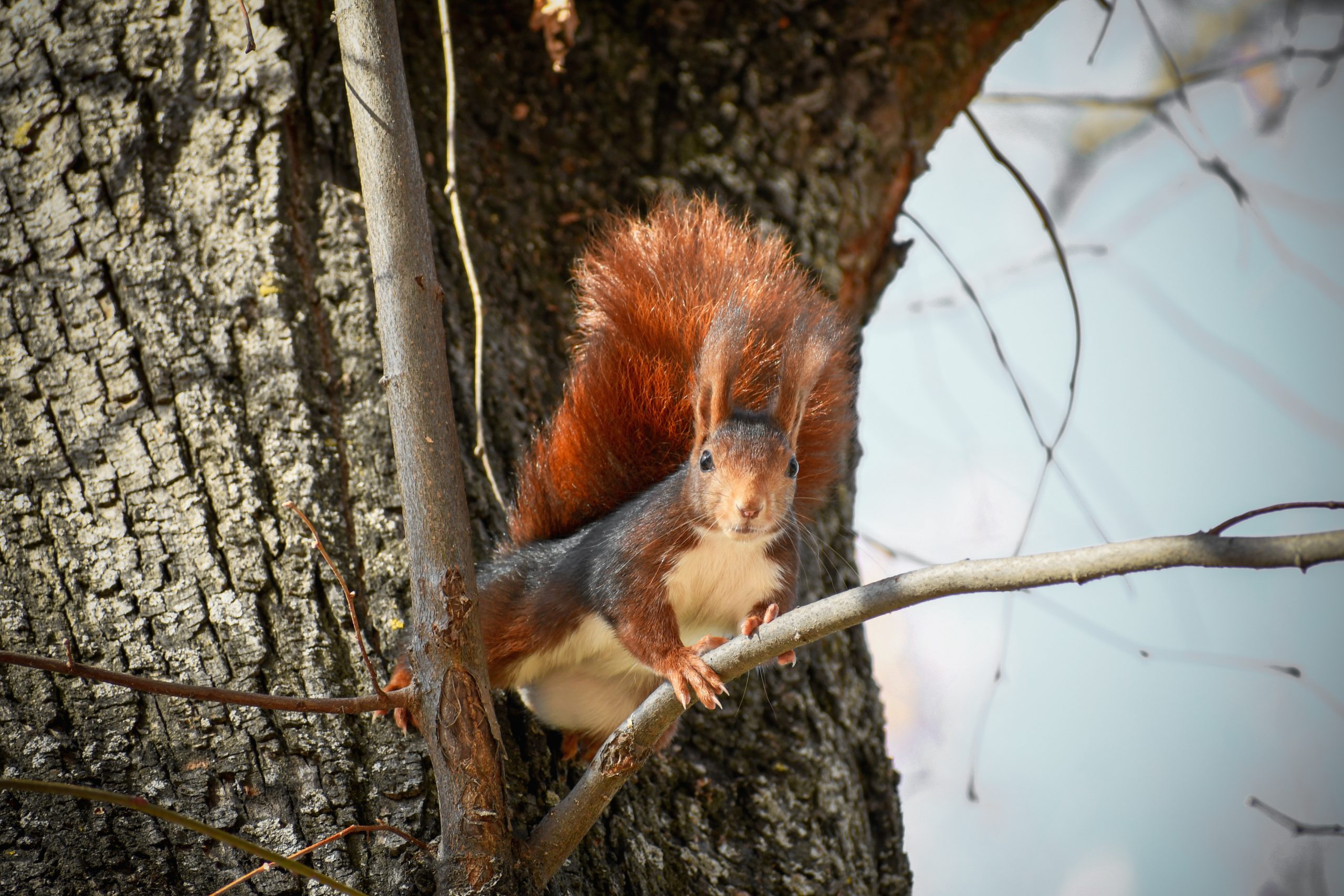 _DSC3828 (2)
